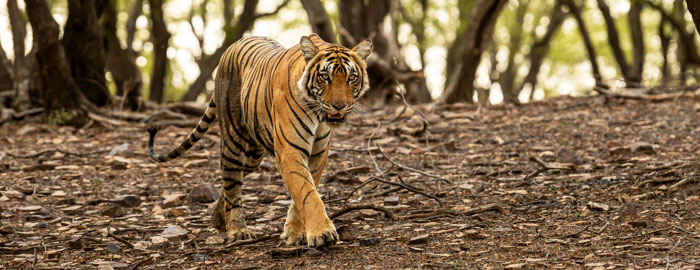 A Haven for Wildlife Enthusiasts