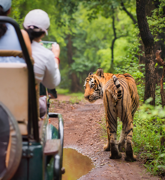 Wildlife Tour
